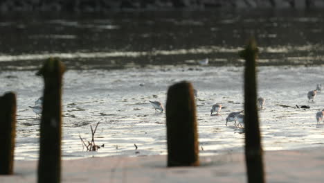 Bandada-De-Gaviotas-Jóvenes-Vadeando-Y-Alimentándose-En-El-Puerto-Durante-La-Marea-Baja-En-La-Playa-De-Vieira-En-Portugal-Al-Atardecer