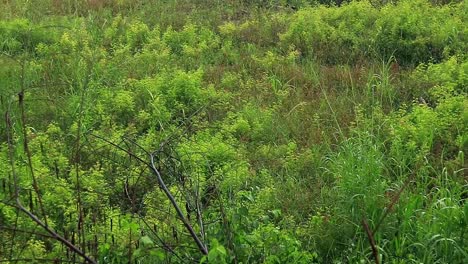 Gentle-rain-showering-over-the-lush-grassland-in-rural-countryside-in-Cambodia