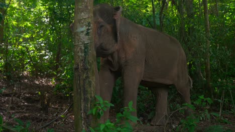 Imágenes-De-Un-Elefante-Asiático-En-El-Bosque.