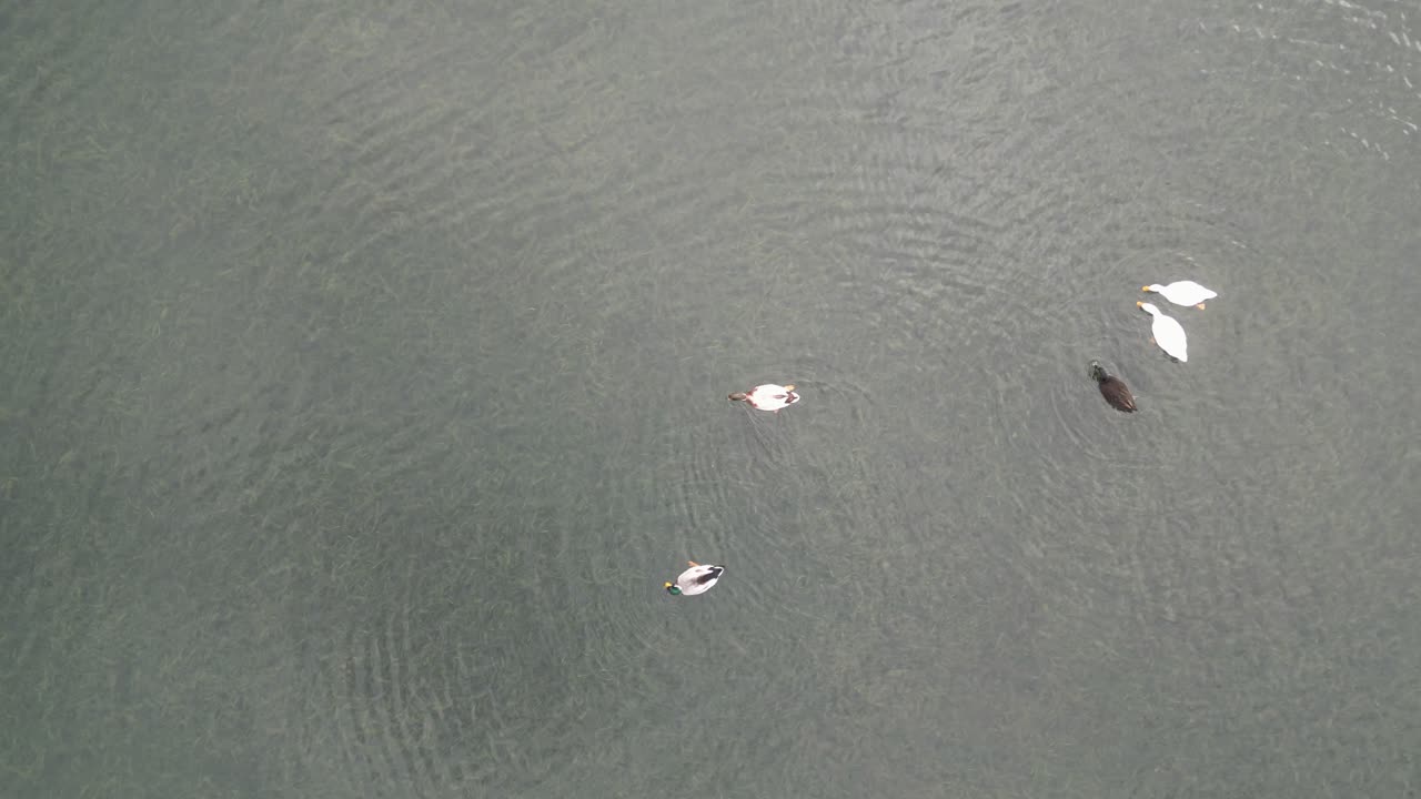 세테 도시 의 푸른 아조레안 풍경 에 둘러싸인 호수 에서 수영 하는 오리 들 의 공중 사진