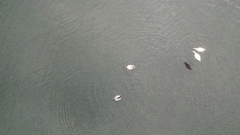 aerial-view-of-ducks-swimming-in-a-lake,-surrounded-by-lush-Azorean-landscapes-in-Sete-Cidades