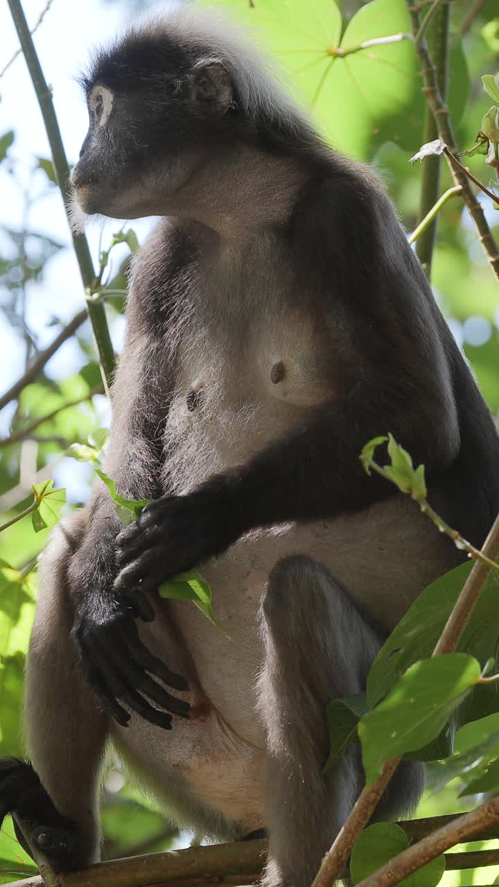 Redshanked Douc Monkey in a Tree