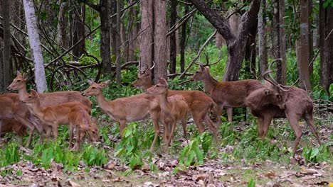 Der-Eldhirsch-Ist-Aufgrund-Von-Lebensraumverlust-Und-Jagd-Eine-Vom-Aussterben-Bedrohte-Art