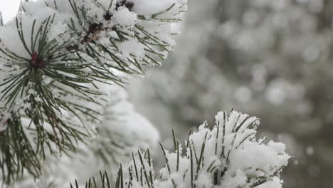 Marco-Cerrado-De-Viaje-Suave-En-Cámara-Lenta-De-Un-Pino-A-Medida-Que-La-Nieve-Se-Acumula