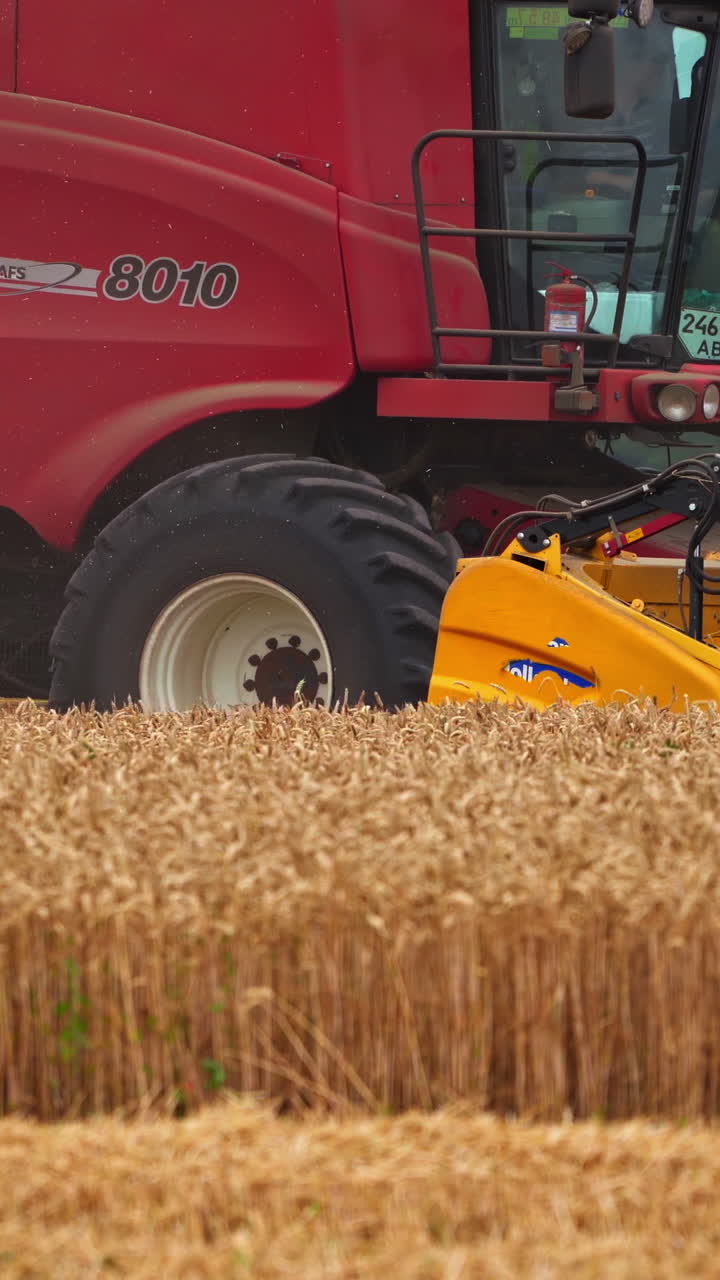 Agronomic equipment cuts the ripe ears of corn. Powerful machine mows the crops and leaves the clouds of dust and straw. Vertical video