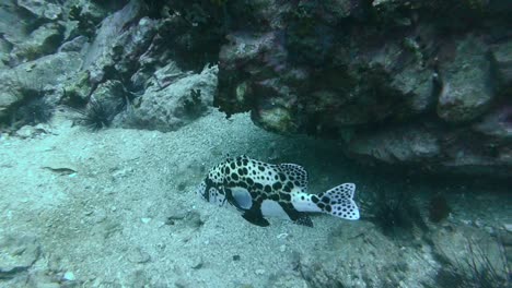 spotted clown sweetlips fish rests unmoving sheltered by rocky coral reef