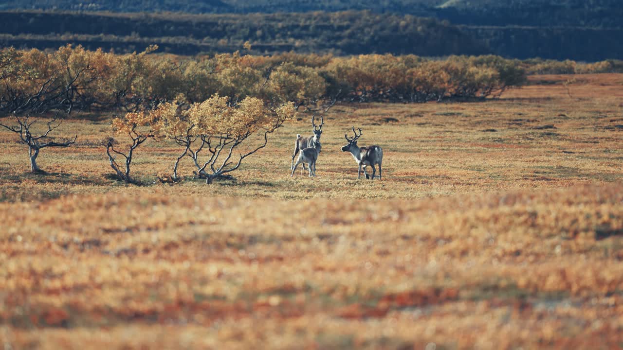 un reno mayor y un ternero pastan en la tundra de otoño