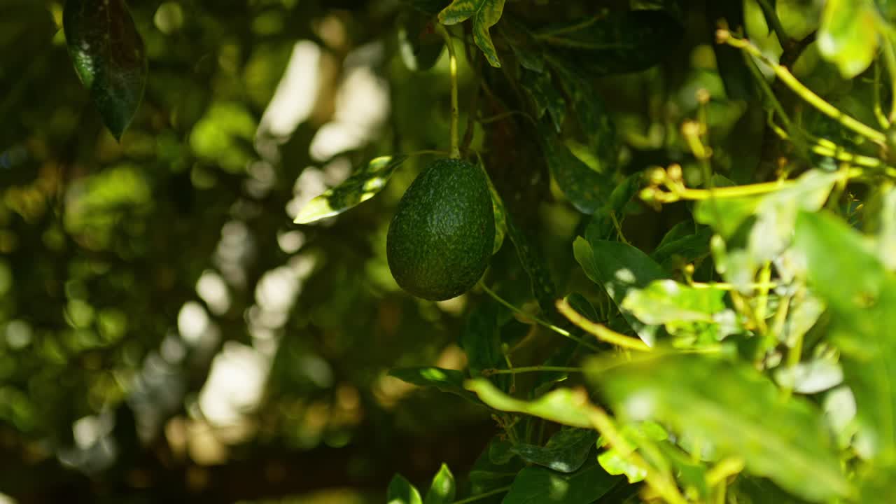 PLANO DETALLADO CON ZOOM LENTO Y MOVIMIENTO DE ALEJAMIENTO DE UN ÚNICO AGUACATE COLGANDO EN LA MITAD DE LA SOMBRA