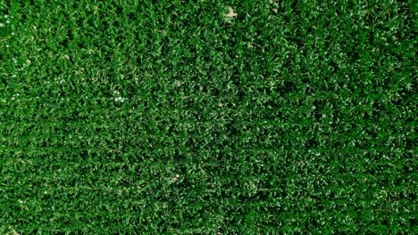 Aerial-top-down,-fresh-green-crops-on-farm-field-blwoing-in-the-wind