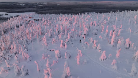 aerial view of a man cross-country skiing in middle of sunlit, snowy trees of lapland