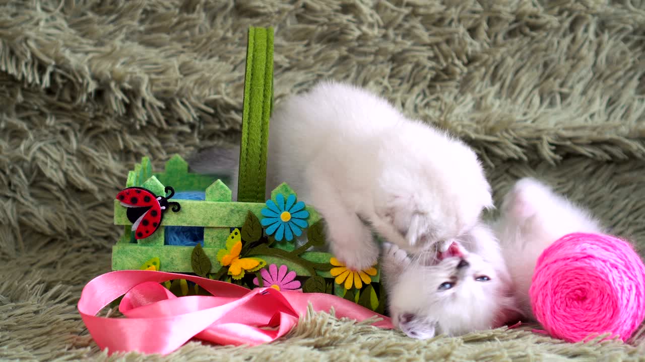 두 마리의 새끼 고양이가 서로 망진창을 치고 있습니다. 새끼고양이가 놀고 있습니다.