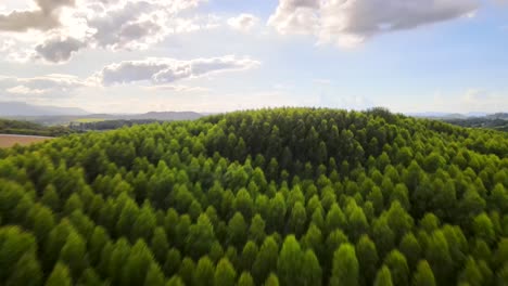 4K-HDR-Drone-Flying-Over-Woodland-Treetops-on-a-Bright-Sunny-Day-in-Khao-Yai,-Thailand