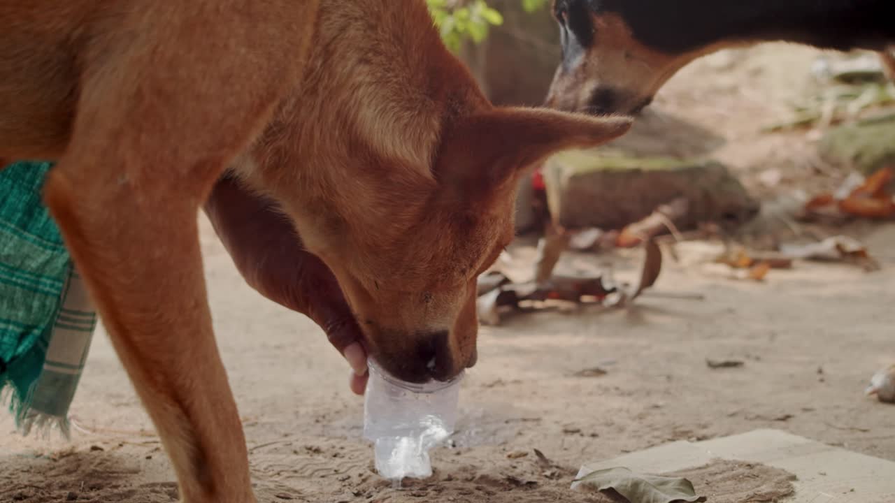 Two thirsty dog licking water from the plastic glass