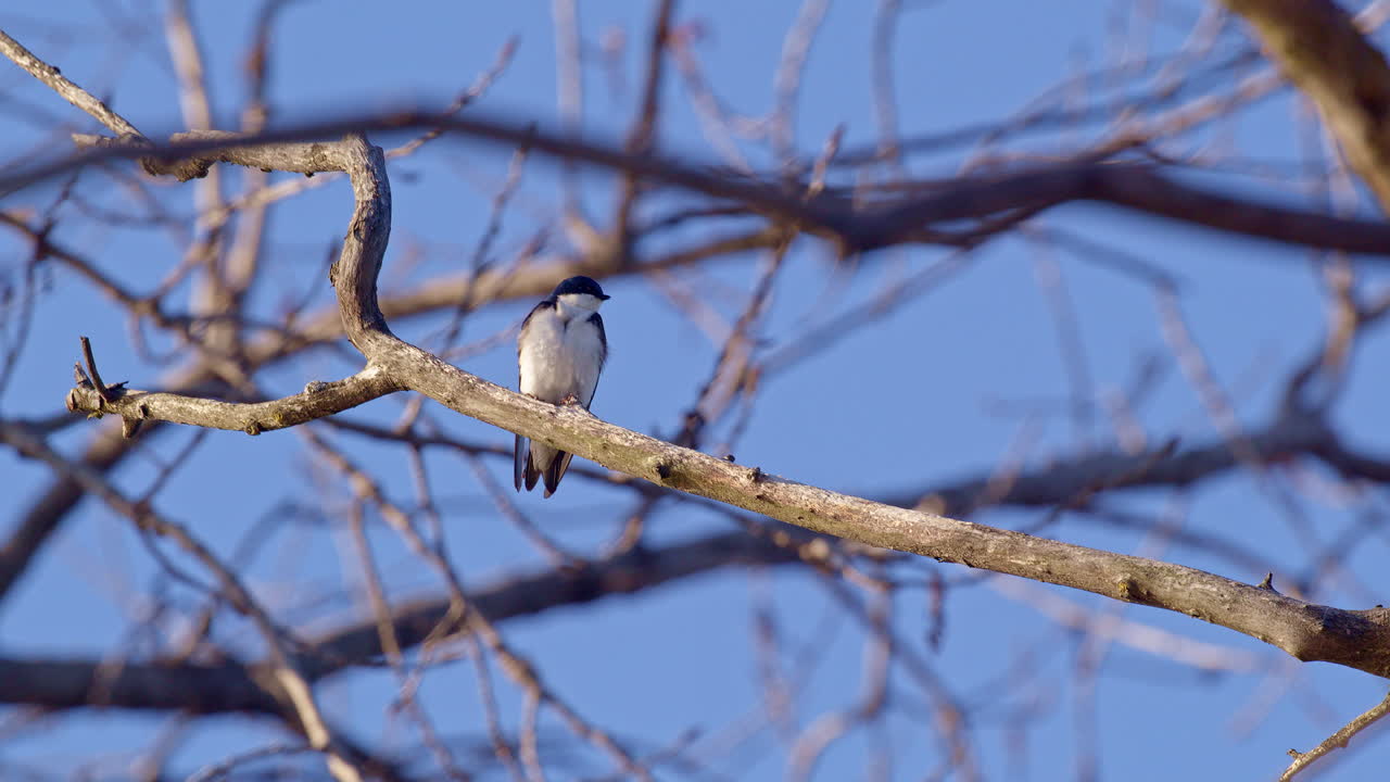 Slow-mo brings out the finesse of purple martins’ spring flight.