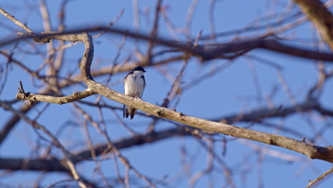 slow-mo brings out the finesse of purple martins’ spring flight.