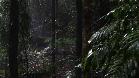 ethereal fog amidst dense, verdant woodland