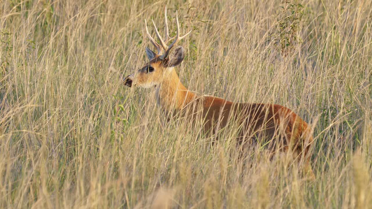 ciervo de pantano salvaje, blastocerus dichotomus camuflado en su hábitat natural, observando, escuchando y prestando atención a su entorno en pantanal brasil, tiro de cerca de la vida silvestre