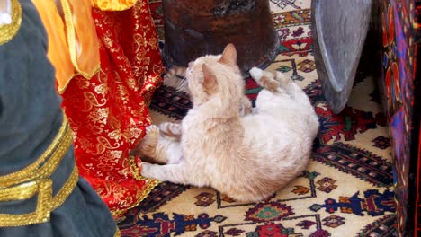 homeless red cat with kittens on the street