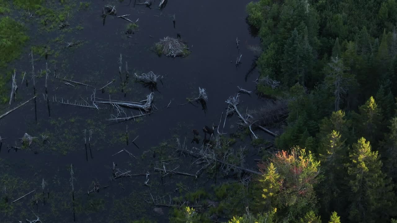 늪지에서 수생 식물을 먹으면서 송아지 경보가 있는 소 무스
