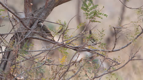 A-Female-Cardinal-Woodpecker-is-Perching-on-a-Tree-Branch---Close-Up