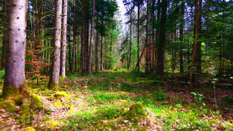 Claro-Iluminado-Por-El-Sol-En-Un-Denso-Bosque,-Un-Camino-Hacia-La-Soledad