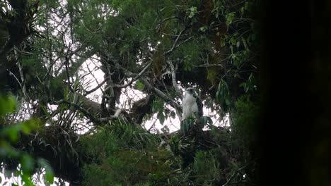 The-Philippine-Eagle-also-known-as-the-Monkey-eating-Eagle-is-critically-endangered-and-can-live-for-sixty-years-feeding-on-Monkeys,-Flying-Lemurs,-and-small-mammals-as-an-opportunist-Bird-of-Prey