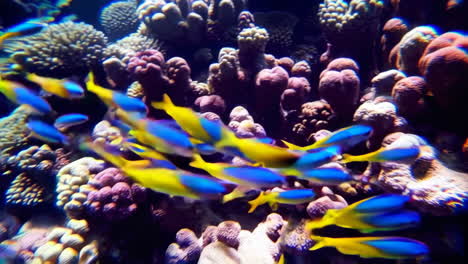 vibrant coral reef with sunlight and fish