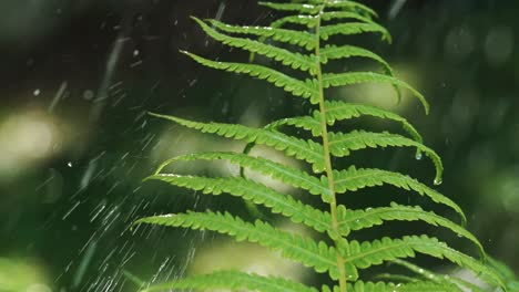 wet leaves of fern are moving under the action of falling water droplets. plant irrigation. slow motion