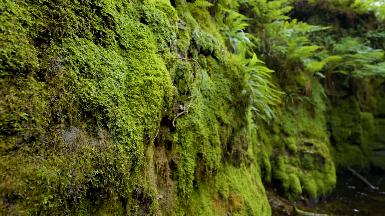 Green Mossy Rock Face in a Forest