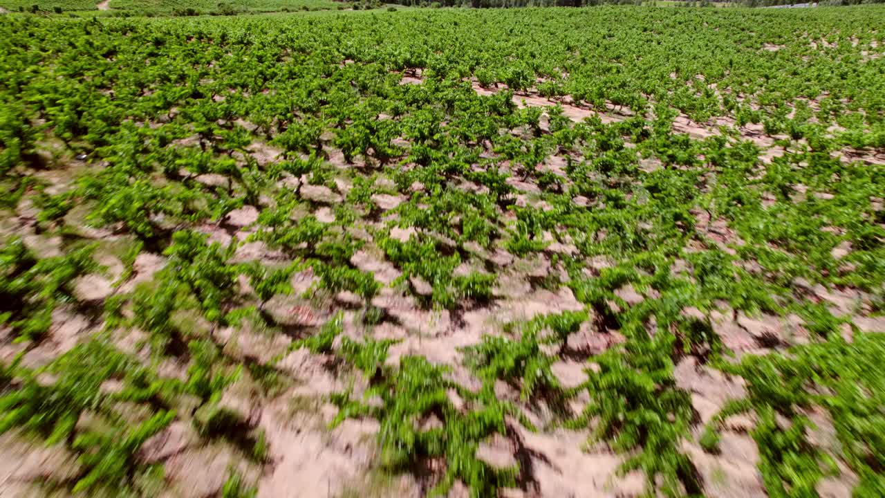 sobrevuelo de vides viejas en formación de cabeza, vides de alta calidad en el valle del maule, chile