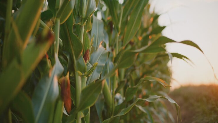 Sunset over a Cornfield
