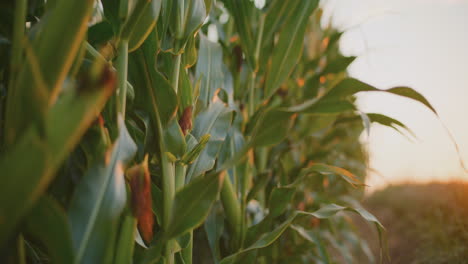 sunset over a cornfield