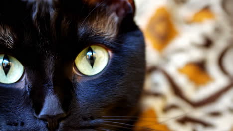 close-up of a black cat's striking green eyes