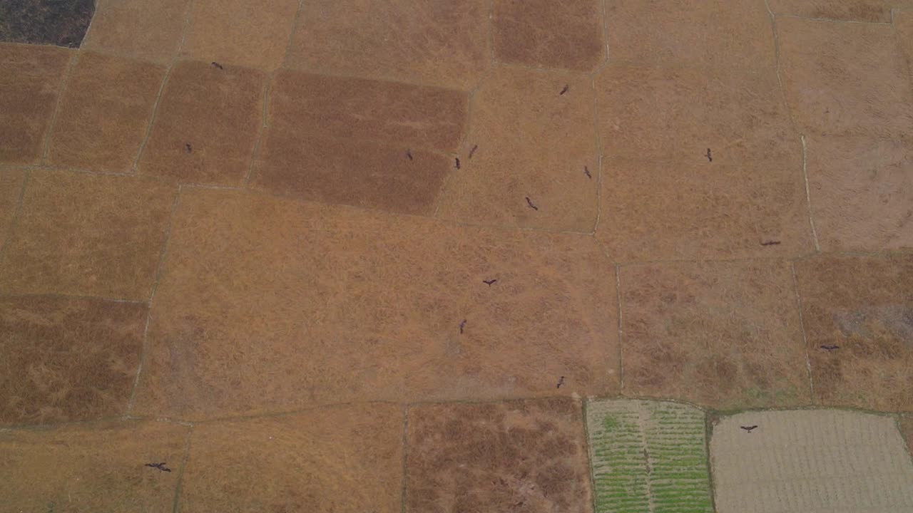 농지에서 음식을 찾는 새들을 공중에서 내려다보는 공중 전망, 위에서 아래로