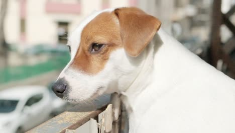 a cute jack russell terrier dog peeks out from the balcony, observing the street life with interest, turning her head