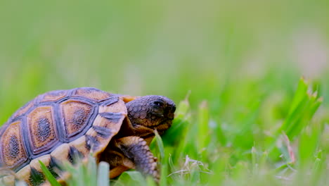 Nahaufnahme-Der-Kleinen-Winkelschildkröte-Chersina-Angulata-Auf-Gras