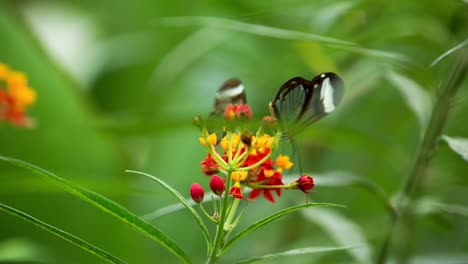 butterfly macro 03