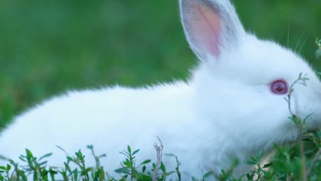 a cute white rabbit grazing in green grass