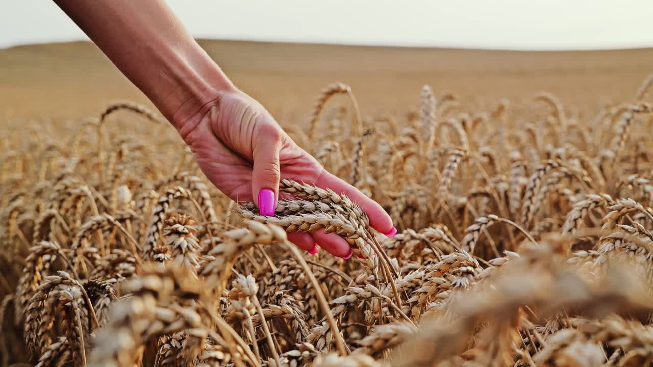 Slow motion close up of woman’s hand softly brushing golden wheat rural sunrise