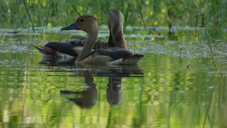 canard sifflant se refroidissant sur l'étang uhd mp4 4k