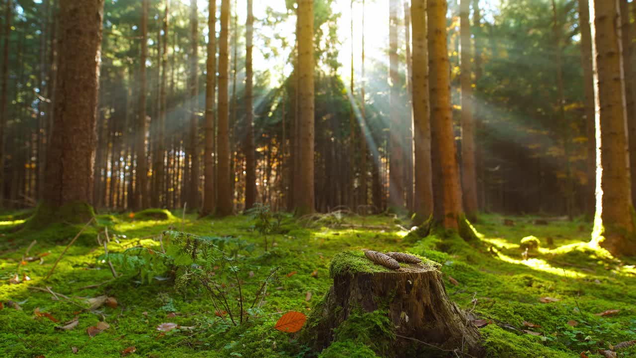 秋の愛 – 自然の中での素晴らしい朝に、苔むした緑の森に日差しが差し込み、松ぼっくりが木の幹に静止しています。