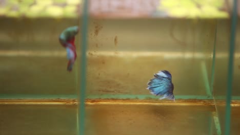 siamese fighting fish swimming aggressively in their tiny little tanks