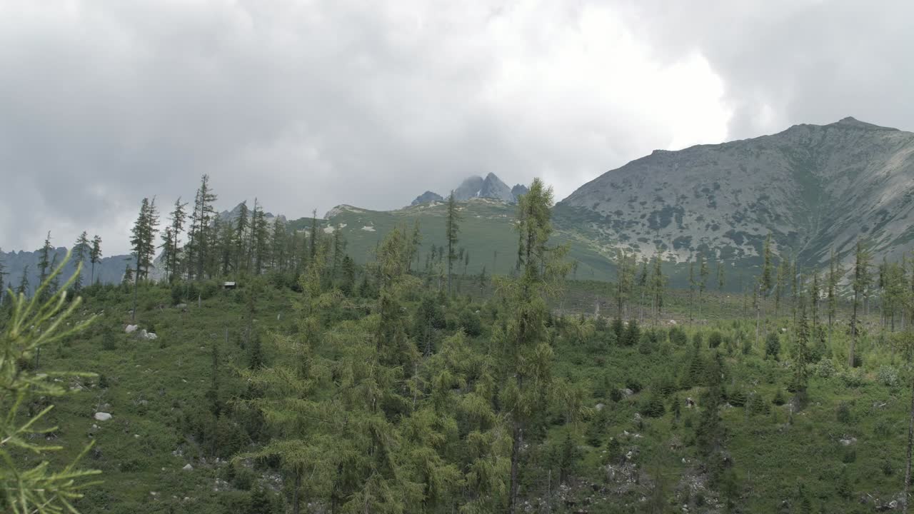 panorama de montañas que emergen del bosque