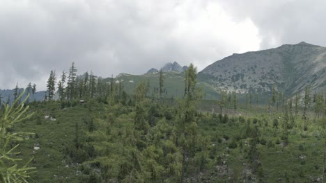 從森林中出現的山脈風景