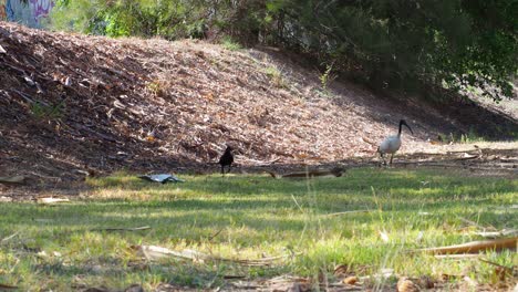 ibis bird and a raven wandering on low land field in sunlight - wide static wildlife shot