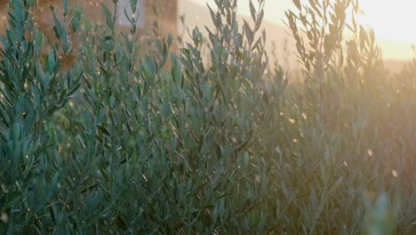 images of tree saplings irrigated by sprinklers like rain