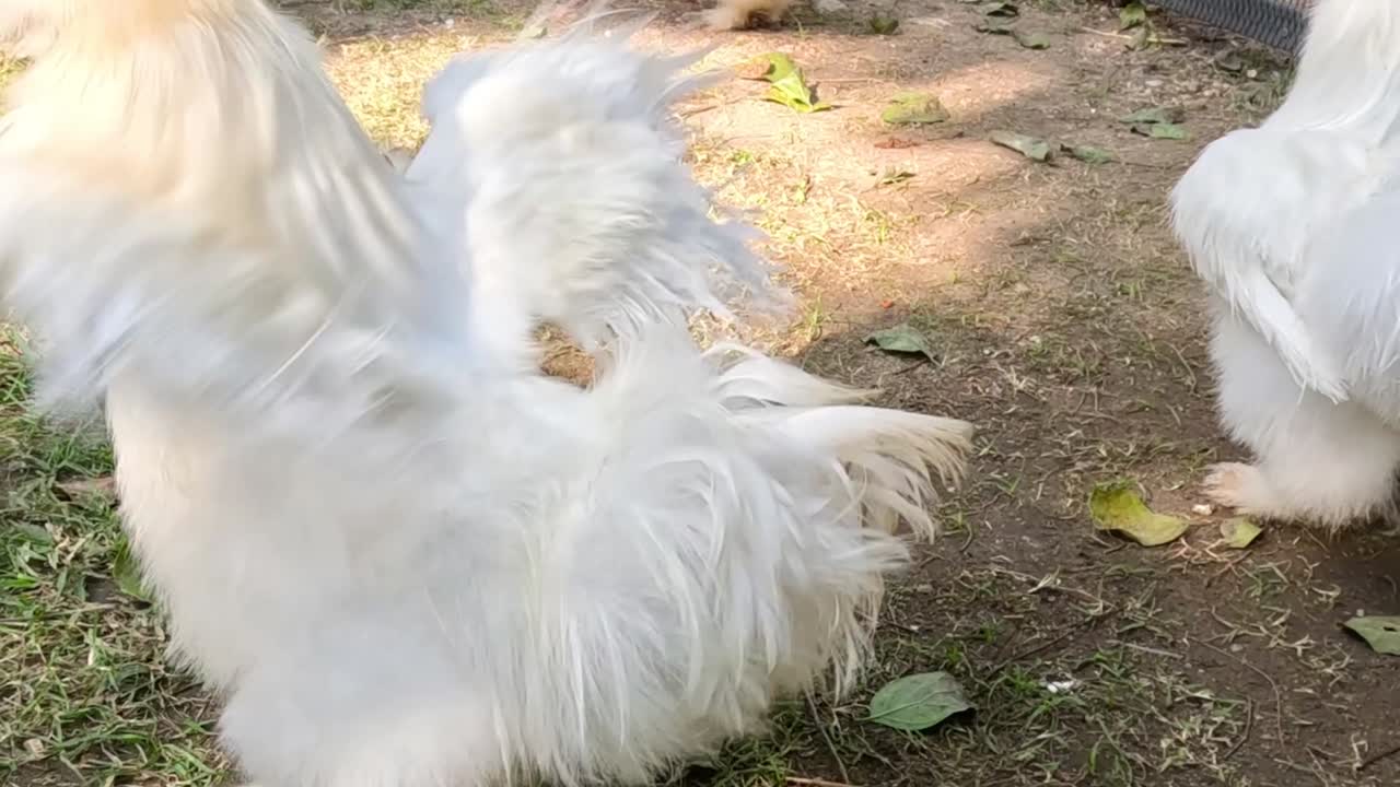 White silkie chickens with fluffy feathers walking and exploring a grassy area with scattered leaves.