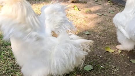 white silkie chickens with fluffy feathers walking and exploring a grassy area with scattered leaves.