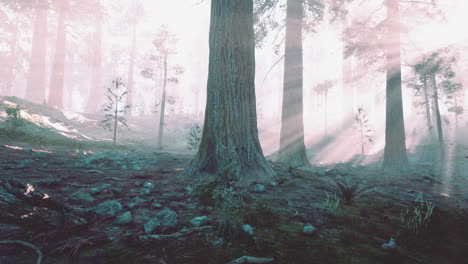 sunlight streaming through a foggy forest