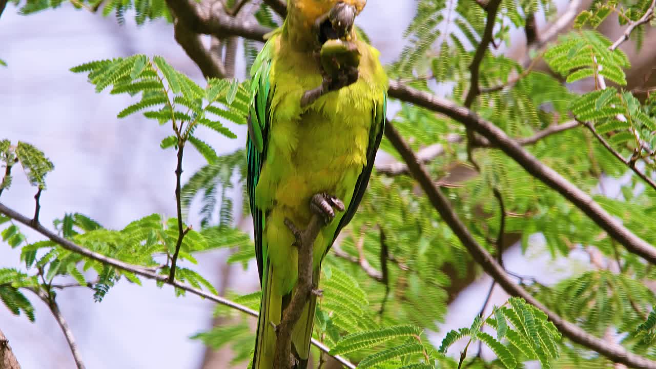 lenta inclinación de un hermoso perico de garganta marrón encaramado en un árbol, alimentándose - de cerca